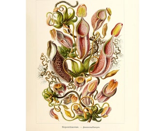 Op de afbeelding: Een vintage botanische illustratie van een bekerplant, ook wel bekend als een apenbeker, met gedetailleerde afbeeldingen van de bladeren, stengels en beker-vormige vallen van de plant. De illustratie is in tinten groen, bruin, geel en roze.