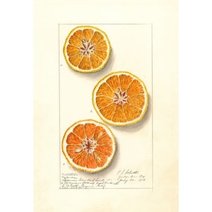Kitchen Wall Art | Botanical Print | Vintage Orange Fruit Print | Citrus Fruit Poster | A3/A4