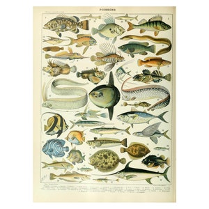 Vintage Fish Print, Wall Art Print, Vintage Fish Chart Poster, Vintage wall art di Adolphe Millot A4 Framed/Unframed