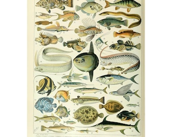 Vintage Fisch Karte Print: Adolphe Millot Wand Kunst Poster