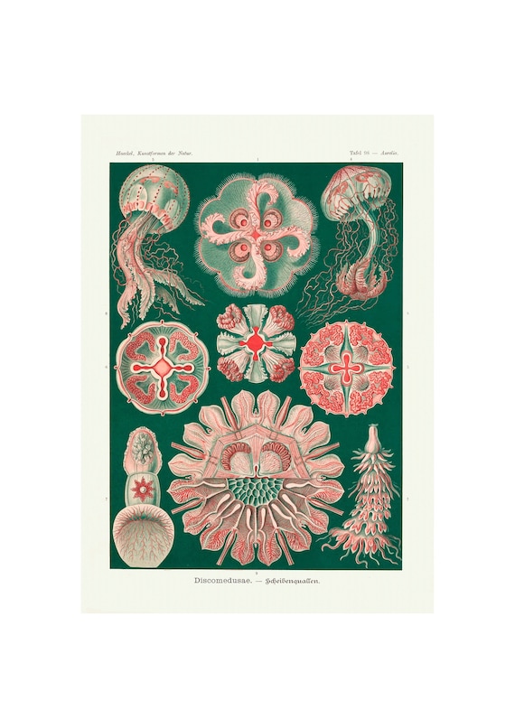 Vintage Jellyfish Poster Discomedusae Print Marine Life Etsy