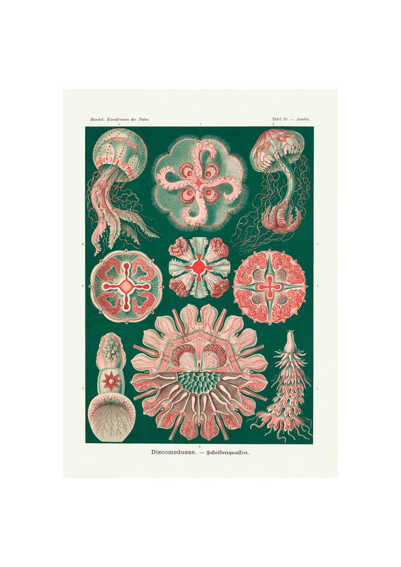 Vintage Jellyfish Poster Discomedusae Print Marine Life Etsy Vintage Jellyfish Poster Discomedusae Print Marine Life Etsy