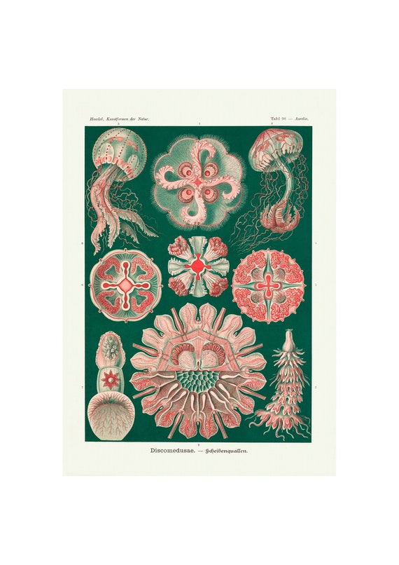 Vintage Jellyfish Poster Discomedusae Print Marine Life Etsy