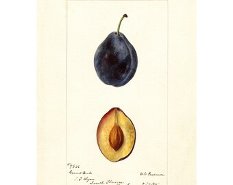 Vintage Plum Print: Botanical Kitchen Wall Art Poster