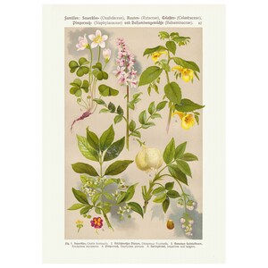 Vintage Botanical Flower Wall Art Poster Print, Antique Floral Art Print, Plant Poster, Framed /Unframed