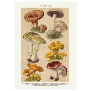 Paddenstoelen Print, Vintage Fungi Biologie Poster, Antieke Botanische Grafiek Wall Art Print, A4 Ingelijst / Unframed
