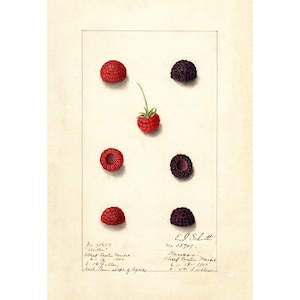 Vintage Berry Botanical Print, Antique Raspberry Illustration,Kitchen Wall Art Poster, Fruit Poster, Printed Botanical Decor