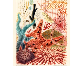 Vintage Echinoderm Print, Barrier Reef Sea Life, Saville-Kent Illustration