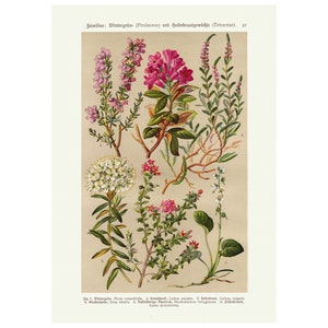 Vintage Pyrolacea botanische print, antieke botanische grafiek kunst aan de muur lithografie print, floral art print, plant poster, A4
