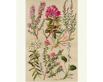 Vintage Pyrolacea Botanical Print, Antique Botanical Chart Wall Art Lithograph Print, Floral Art Print, Plant Poster, A4