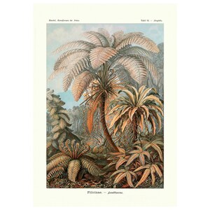 Vintage Fern Botanical Poster / Filicinae Print / Illustration Art Forms in Nature por Ernst Haeckel, 1904 A4 / A3 enmarcado / sin marco