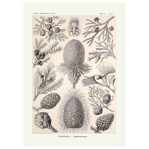 Impresión de póster botánico de cono de pino vintage, impresiones de pared de galería, formas de arte en la naturaleza por Ernst Haeckel, 1904
