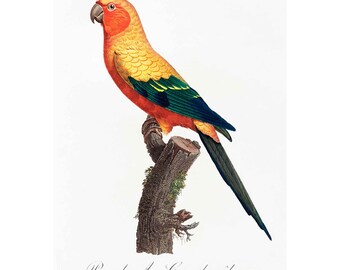 Vintage papegaaiprint: natuurhistorische ornithologie muurkunst