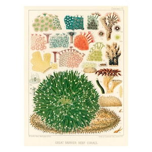 Great Barrier Reef Poster | Australian Coral Reef Sea Life Print | Australia Vintage Illustrations by William Saville-Kent 1893 A3/A4