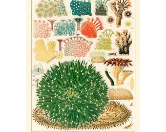 Barrier Reef Coral Print | Vintage Sea Life Illustration