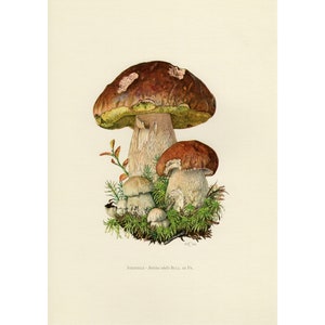 Vintage Mushrooms Wall Art Print Poster Wall Art Decor, Vintage Art Print, Framed / Unframed