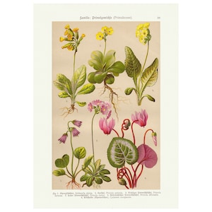 Vintage Primula Botanischer Druck, Antike WandKunst Lithografie Druck, Primrose Floral Art Print, Pflanzen Poster, A4