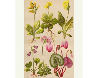 Vintage Primula Botanical Print, Antique Wall Art Lithograph Print, Primrose Floral Art Print, Plant Poster, A4