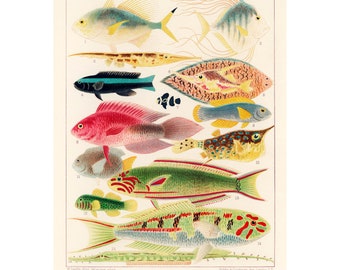 Vintage viskaart print Barrièrerif, Australian Sealife