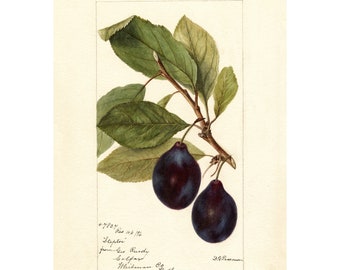 Vintage Plum Botanical Print: Kitchen Wall Art Poster