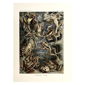 Póster vintage de biología de ranas, impresión de anfibios, ilustración de batrachia, formas de arte en la naturaleza de Ernst Haeckel, 1904, tamaño A4/A3, enmarcado o sin marco
