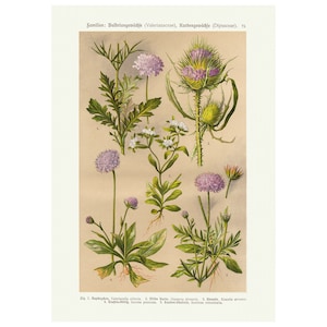 Vintage Valeriaan Botanische Print, Antieke Botanische Grafiek Wall Art Lithografie Print, Floral Art Print, Plant Poster, A4
