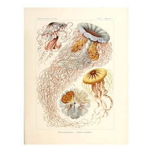 Vintage Jellyfish Wall Art Poster Print, Marine life Illustration Art Forms in Nature by Ernst Haeckel, 1904 Framed/Unframed, Canvas Print