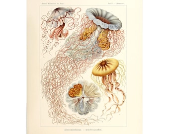 Vintage Jellyfish Art Print: Ernst Haeckel Marine Life Illustration Poster