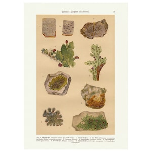 Vintage Botanischer Druck, Antike Flechten, Moos Botanische Karte Wandkunst Lithografie Druck, FloralEr Kunstdruck, Pflanzen Poster, A4