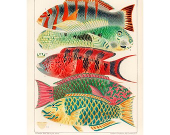 Vintage Barrier Reef Fish Illustration, Australian Sealife Art Print