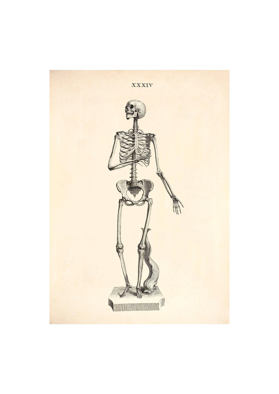 Vintage Skeleton Anatomy Wall Art Poster Print, Gift for Doctor - Etsy