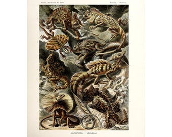 Vintage Lizard Biology Wall Art Poster Print by Ernst Haeckel, 1904 Framed/Unframed