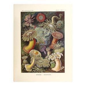 Vintage Anemones Poster Actiniae Print Marine life Illustration Art Forms in Nature by Ernst Haeckel,1904 A4/A3 Framed/Unframed image 1