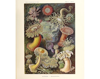 Vintage Anemones Poster | Actiniae Print | Marine life Illustration Art Forms in Nature by Ernst Haeckel,1904 A4/A3 Framed/Unframed