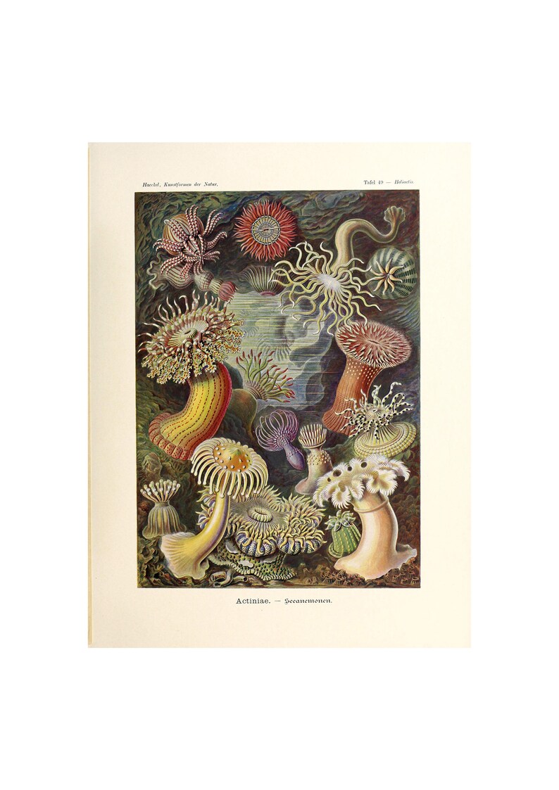 Vintage Anemones Poster Actiniae Print Marine life Illustration Art Forms in Nature by Ernst Haeckel,1904 A4/A3 Framed/Unframed image 1