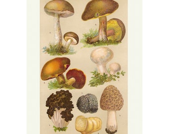 Mushrooms Print, Vintage Fungi Biology Poster, Botanical Wall Art Print, A4 Framed/Unframed