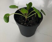 Pilea Peperomioides (Chinese Money Plant) Rooted Cutting