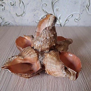Natural seashell decor, five shell decor, shell Souvenir, vintage home decor