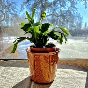 Peut inclure: Un cactus de Noël vert dans un petit pot marron, placé dans un pot en céramique marron plus grand, décoratif et texturé. La plante est posée sur un rebord de fenêtre avec une scène hivernale visible à travers la fenêtre.