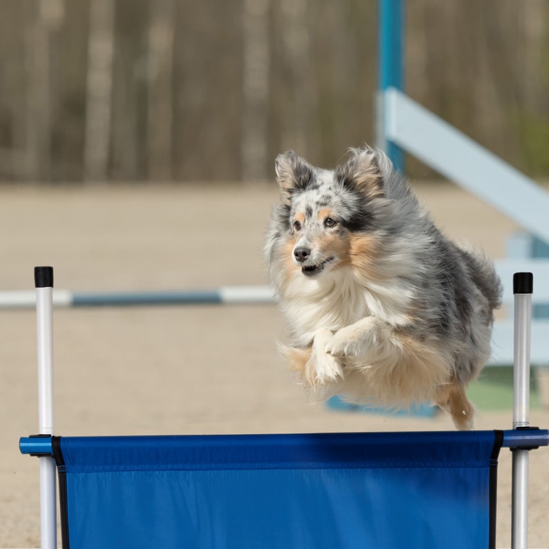 Dog Agility Training Jump Better Sporting Dogs Panel Jump