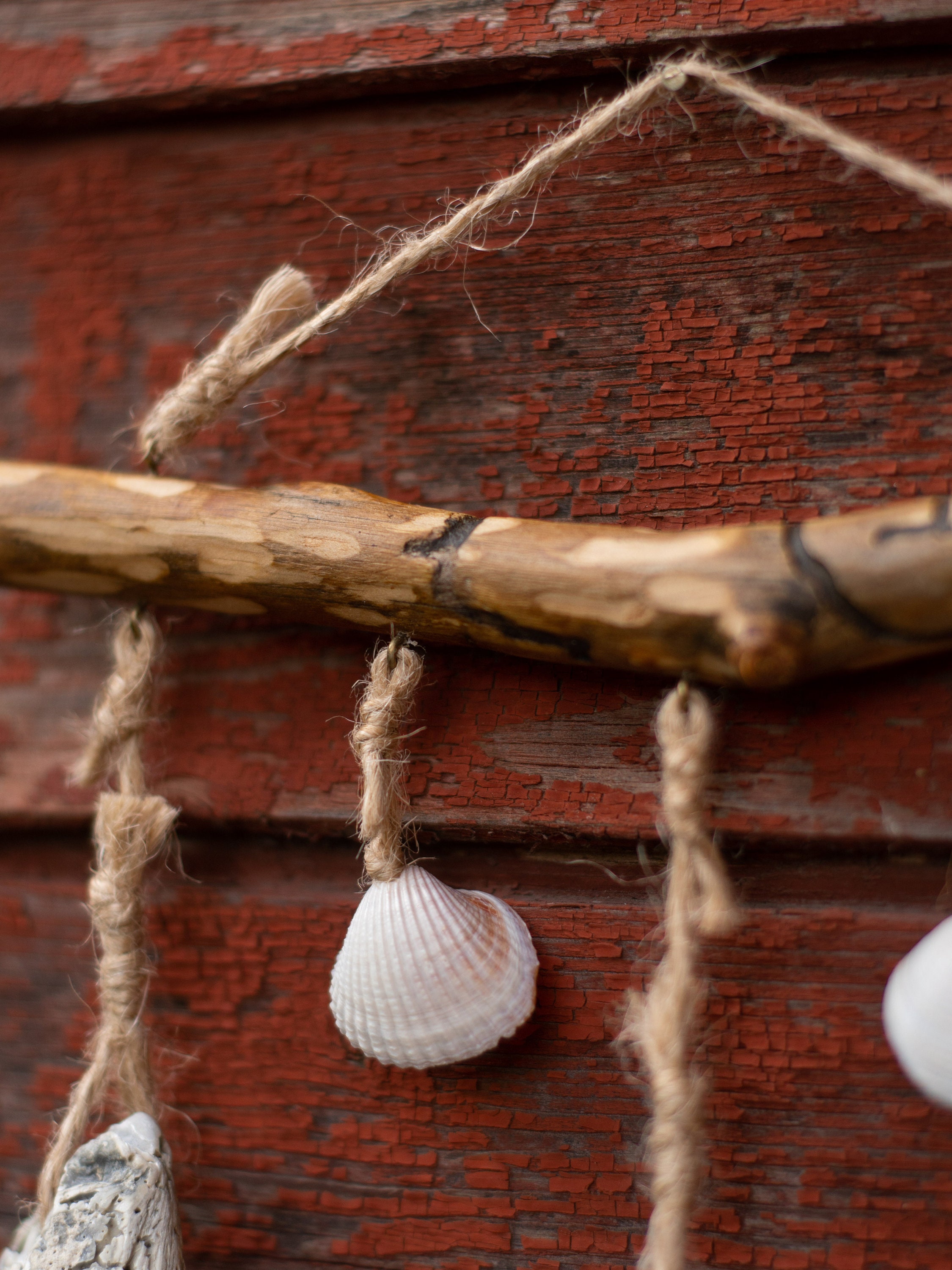 Small Home Decor With 4 Types of Seashells, Minimalistic Coastal Wall ...