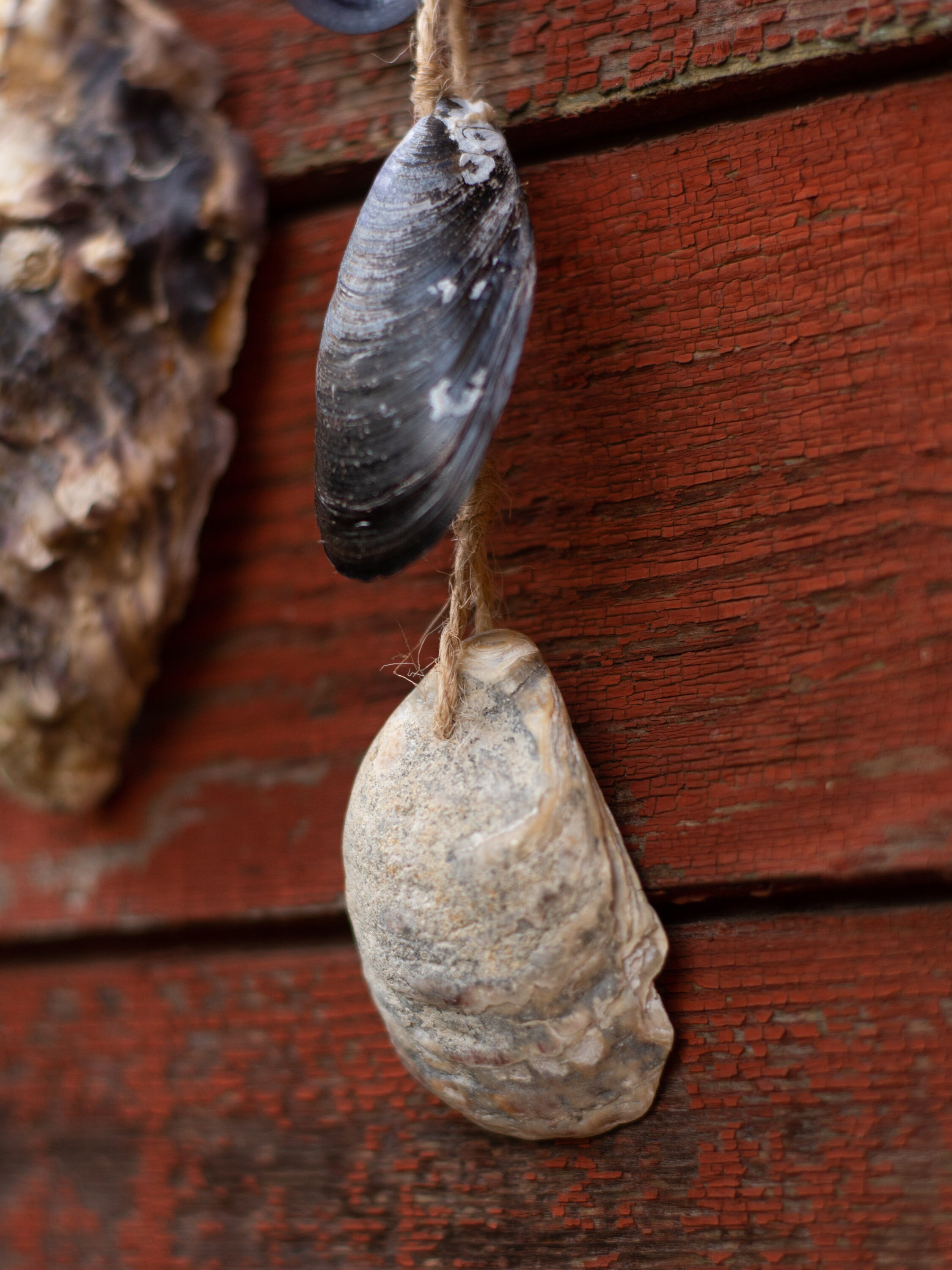Small Home Decor With 4 Types of Seashells, Minimalistic Coastal Wall ...