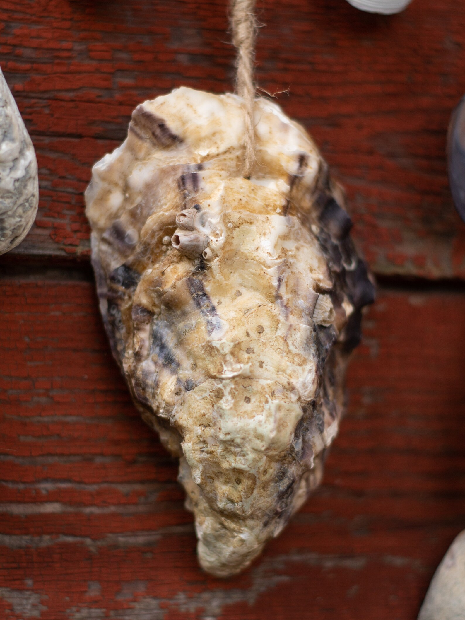 Small Home Decor With 4 Types of Seashells, Minimalistic Coastal Wall ...