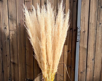 Bouquet de Pampas pinceau, Herbe de la Pampa séchées - 5,7,9 et 11 tiges - 100 cm