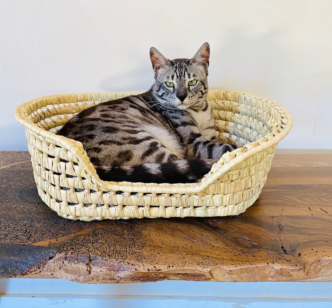 Communicatie netwerk intellectueel Vervloekt Mand voor katten en kleine honden in gevlochten handpalm. Wieg - Etsy  Nederland