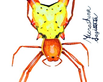 Arrowhead Spider Postcard
