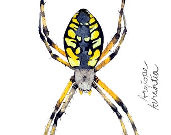 Yellow Garden Spider/ Golden Ord Weaver watercolor postcard print