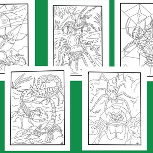Arachnids! 5 pack of coloring pages Spiders Scorpions