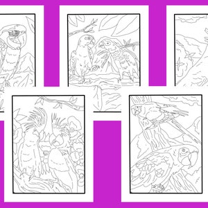 Parrots! 5 pack of coloring pages