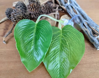 Betta health and wellness starter pack: medicinal botanicals & plastic leaf hammock bed, 10 banana leaf pieces, 10 alder cones, 1 cholla